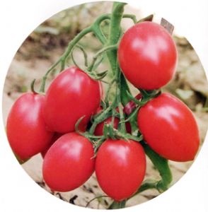 供应圣粉—番茄种子