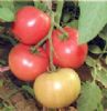 供应魁冠908—番茄种子