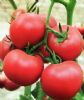 供应魁冠九号—番茄种子