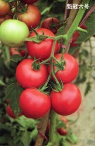 供应魁冠六号—番茄种子