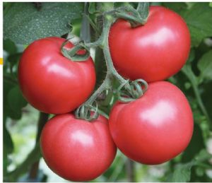 供应农乐—T01—番茄种子