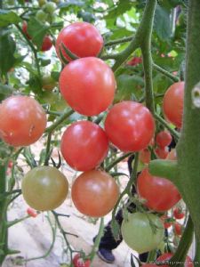 供应粉丫头—番茄种子