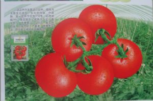 供应欧耐F1-番茄种子