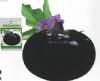 供应紫黑圆茄—茄子种子