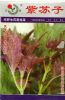 供应紫苏子—特种蔬菜种子