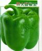 供应特大甜椒王－甜椒种子