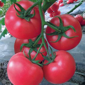 供应天宝337—番茄种子