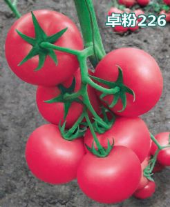 供应谷雨·卓粉226番茄—番茄种子