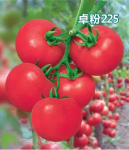 供应谷雨·卓粉225番茄—番茄种子