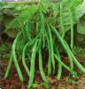 供应翡翠地豆王—菜豆种子