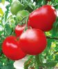 供应卓越-番茄种子