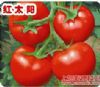 供应太阳红—番茄种子