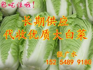 供应北京三号大白菜