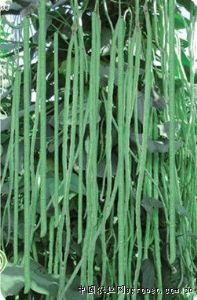 供应圳宝豆角—豇豆种子