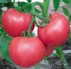 供应三田硬粉—番茄种子