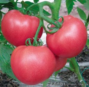 供应三田硬粉—番茄种子