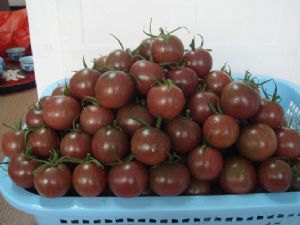 供应黑妃20小番茄—番茄种子