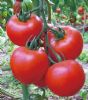 供应红娘—番茄种子