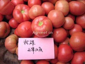 供应粉碟番茄—番茄种子