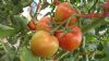 供应粉瑞宝番茄—番茄种子