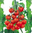 供应T-1065／新美景——番茄种子