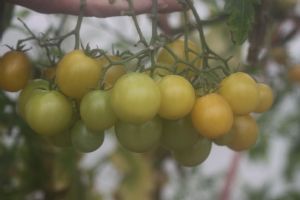 供应小黄—樱桃番茄
