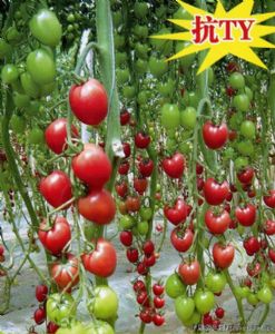 供应曼丽F1—番茄种子