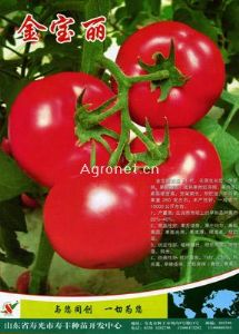 供应金宝丽-----早春粉果番茄番茄种子
