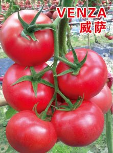 供应威萨----耐热高抗TY粉果番茄种子