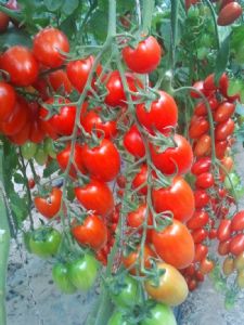 供应红佳人—番茄种子