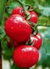 日本雪粉-番茄种子