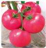 供应德美－番茄种苗