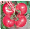 供应德美全星—大粉番茄种子