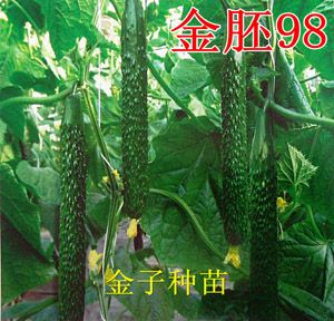 供应金胚98—黄瓜种子