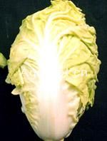 供应新芳19号—白菜种子