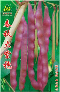 供应春秋大紫袍-芸豆种子