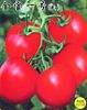 供应金宝一号——番茄种子