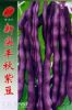 供应新实丰秋紫豆—菜豆种子