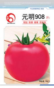 供应元明908 F1—番茄种子