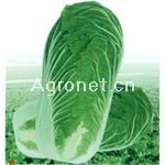 供应新津绿75—白菜种子