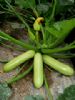 供应珍玉—西葫芦种子