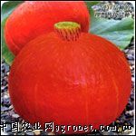 供应红甜栗 F1 南瓜—南瓜种子