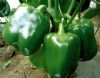 供应绿爵士--甜椒种子