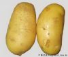 供应主产区优质土豆