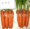 供应杂交（F1)胡萝卜种--红秋菊