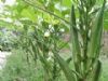 供应保健蔬菜—黄秋葵