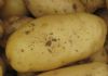 供应马铃薯土豆