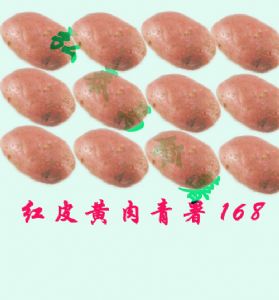 供应红皮青署168—马铃薯种子