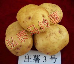 供应庄薯3号—马铃薯种子