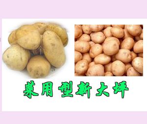 供应菜用型新大坪—马铃薯种子